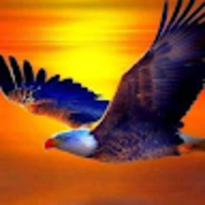 Meet your Posher, Frank